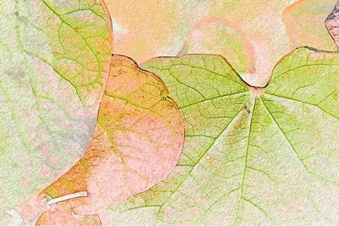 Trois feuilles